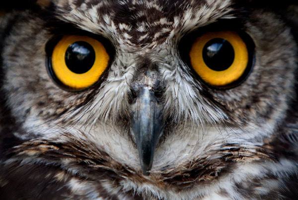 Face of Watchful Horned Owl
