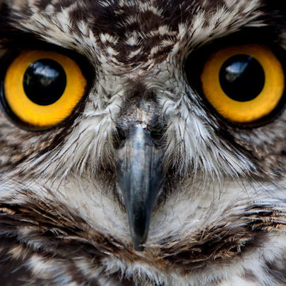 Face of Watchful Horned Owl